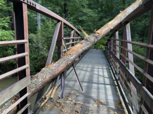  Log lodged on Art Loeb/Joel Branch access bridge