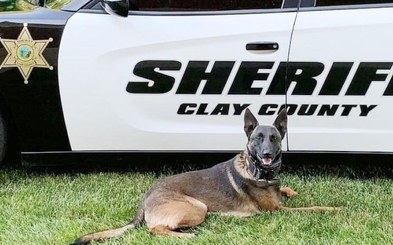 “Luca” is an invaluable K-9 officer to the Clay County Sheriff ’s Office. The trained canine routinely helps investigators and deputies discover drugs that result in multiple arrests.