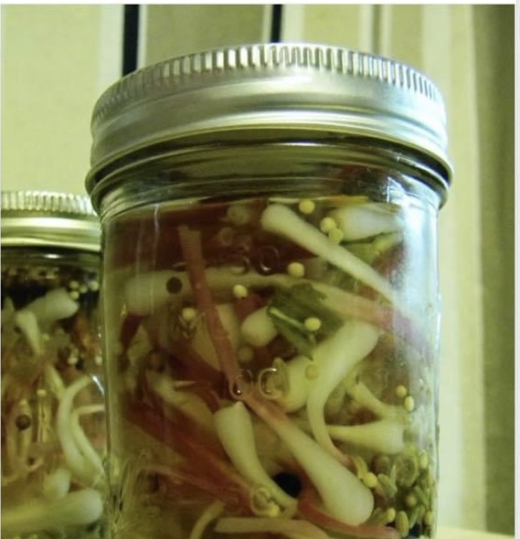 Ramp recipe submitted on FB by Debra Strong. 1 lb. of ramp bulbs, trimmed of their taproot, red portion of the stem still attached. 3 cups water, 1 T. kosher or sea salt, 1/2 cup sugar, 1.5 cups apple cider vinegar or champagne vinegar or simply white vinegar, 1 T. dried spices of your choice like star anise and allspice. Make up your own blend and have fun.