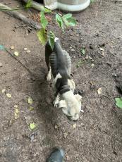 The malnutritioned dog