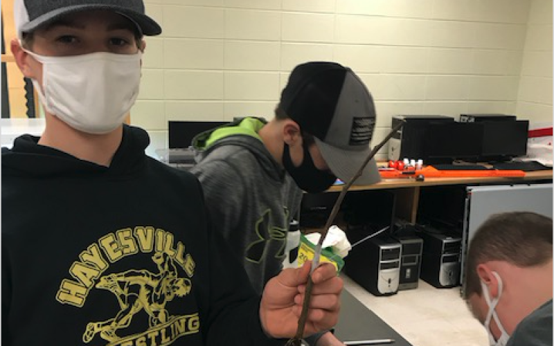 Students, from left, Adam Cook, Tyler Fuller and Caleb Dingman in Silas Brown's middle school agriculture class are learning how to graft fruit trees.