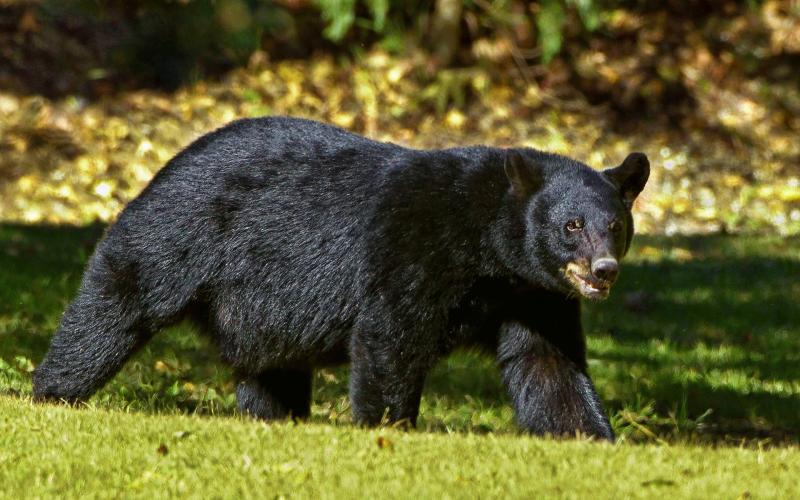 If a bear approaches, move away slowly; do not run. Back away slowly in the opposite direction and wait for the bear to leave