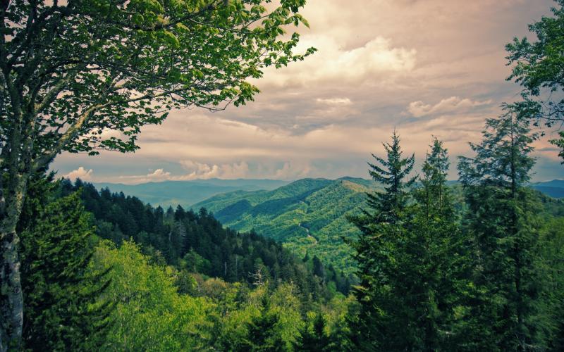 Image by Thomas H. from Pixabay