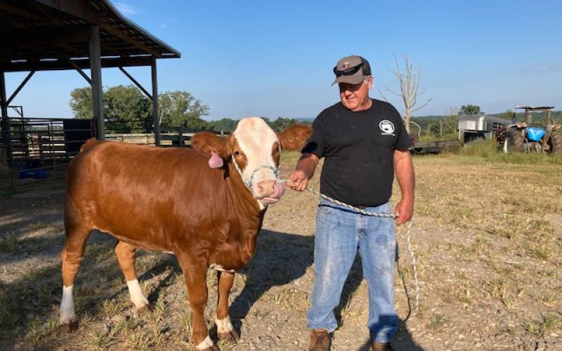Marcia Barnes • Clay County Progress Ronald Townley holds a light lead rope on Astrid, an award-winning Full Blood Simmental heifer.