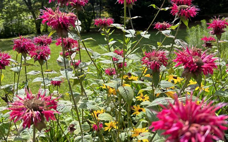 There’s history to be discovered at Master Gardener Discovery Garden.