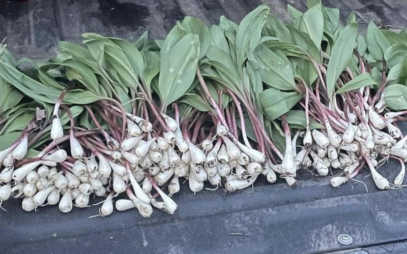 Photo posted on FB by Dan Marbich A bunch of ramps. Notice the purple on the stems which is an indication that this is ramps and not Crows Foot.