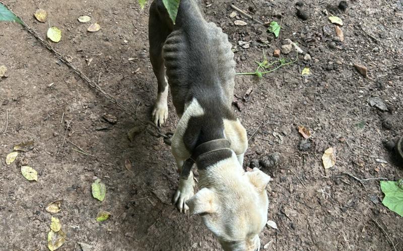 The malnutritioned dog