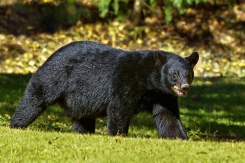 If a bear approaches, move away slowly; do not run. Back away slowly in the opposite direction and wait for the bear to leave