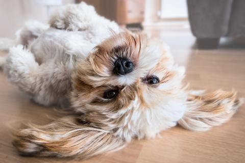 Image by PicsbyFran from Pixabay 