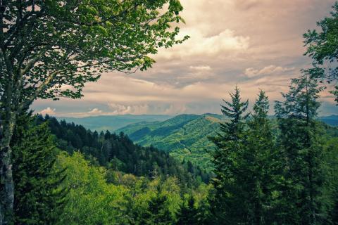 Image by Thomas H. from Pixabay 