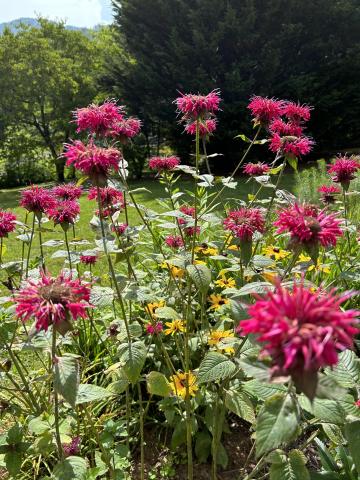 There’s history to be discovered at Master Gardener Discovery Garden. 