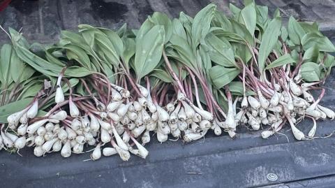 Photo posted on FB by Dan Marbich A bunch of ramps. Notice the purple on the stems which is an indication that this is ramps and not Crows Foot.