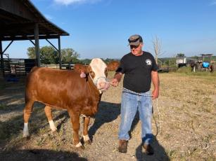Marcia Barnes • Clay County Progress Ronald Townley holds a light lead rope on Astrid, an award-winning Full Blood Simmental heifer.