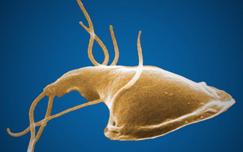 This Giardia parasite might live in the gut of anyone who drinks untreated water. Photo courtesy of Center for Disease Control